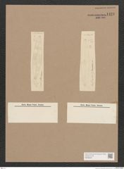 Diatomeae indet. Zeichnungen Sammlung Grunow Nr. 1428 (NHMW-BOT-W0368407)